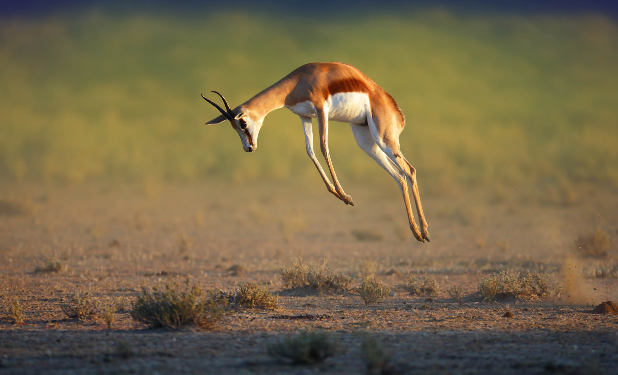 A gazelle mid-stott, leaping high to signal fitness to a predator